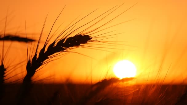 High spikes of golden wheat  are in the rays of a splendid sunset in Ukraine — Stock Video