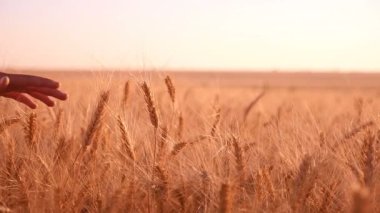 Ağır çekimde gün batımında olgun buğday sivri el okşadı