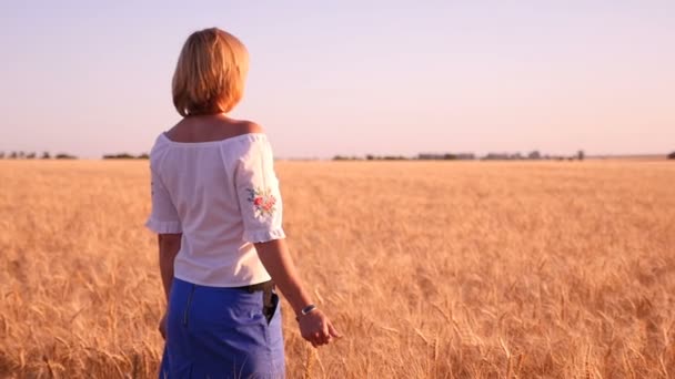 Mujer sabia se para en el campo de trigo y toca los picos de la misma en Ucrania — Vídeo de stock