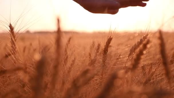 Mão de mulher palmas os picos de trigo maduro ao pôr do sol em câmera lenta — Vídeo de Stock