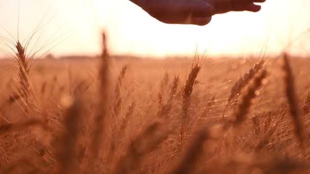 Рука жінки долоняє шипи стиглої пшениці на заході сонця в повільному русі — стокове відео