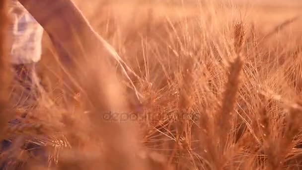 Mão feminina toca nos picos de trigo maduro ao pôr do sol em câmera lenta — Vídeo de Stock