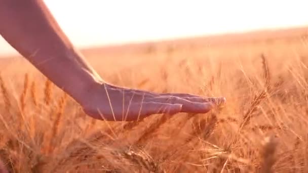 Рука молодой женщины двигает шипы спелой пшеницы летом в замедленной съемке — стоковое видео