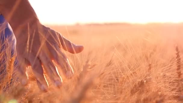 Mão feminina palmas os picos de trigo maduro no verão em câmera lenta — Vídeo de Stock