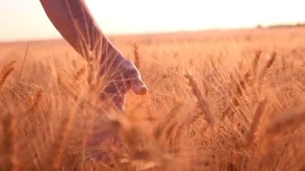 Mão feminina toca nos picos de trigo maduro no verão em câmera lenta — Vídeo de Stock