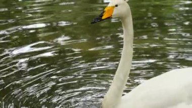 Beyaz Kuğu bir su birikintisi yüzeyinde yüzen