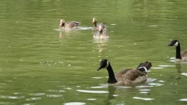Bir sürü siyah, kahverengi ve beyaz kaz slo-mo gölde yüzüyor