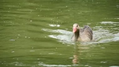 Hızlı bir şekilde yavaş çekimde pitoresk bir gölde yüzmeye bir kaz