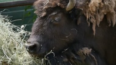 Büyük siyah bison yatıyor ve yavaş hareket yaz aylarında güneşli bir günde saman yiyor