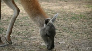 Antilop gıda profilinde bir hayvanat bahçesi yavaş yaz aylarında güneşli bir günde yiyor