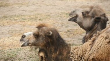Bir kaç yaz yavaş Hayvanat Bahçesi toprakta yatan iki kambur Camel