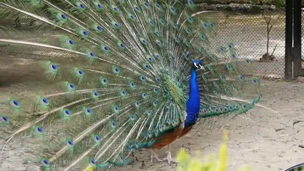 O majestoso pavão passeia ao longo do aviário — Vídeo de Stock