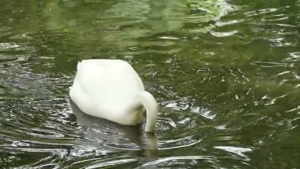 Cygne blanc flottant à la surface d'un étang — Video