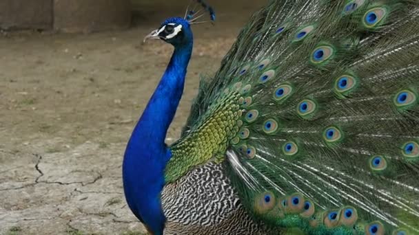 Majestuoso atuendo de pavo real paseando por el recinto — Vídeos de Stock