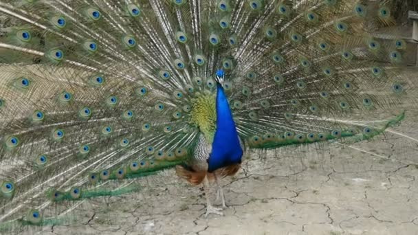 Büyük kuş kafesi Peacock'da önemlidir güzel tüyleri gösterir — Stok video