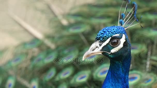 un beau paon marche seul le long de la volière 