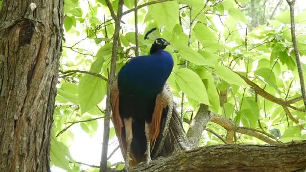 Hermoso pavo real se sienta en una rama de árbol — Vídeos de Stock