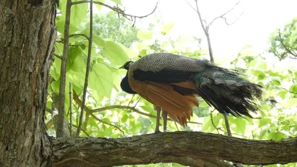 Paon sur une branche de pin dans le parc 