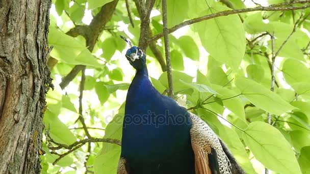 Profil d'un beau paon sur un arbre dans le parc — Video