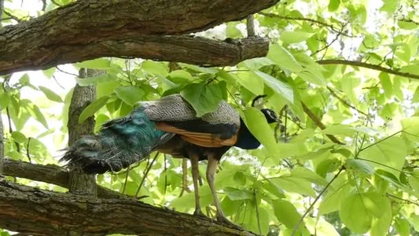 Hermoso pavo real escondido en el parque más a menudo — Vídeos de Stock