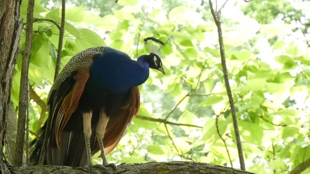 Hermosos paseos de pavo real en una rama de árbol — Vídeos de Stock