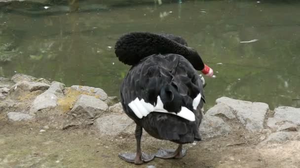 Černá labuť s bílými značkami čistí peří — Stock video
