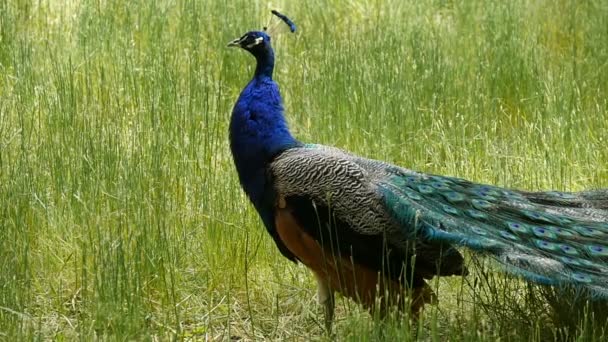 Beautiful peacock with long multicolored tail and high crest in a zoo in slo-mo — Stock Video