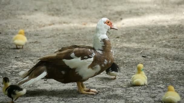 Moschusente mit kleinen Entchen ruhen sich im Sommer am Seeufer in Slo-mo aus — Stockvideo