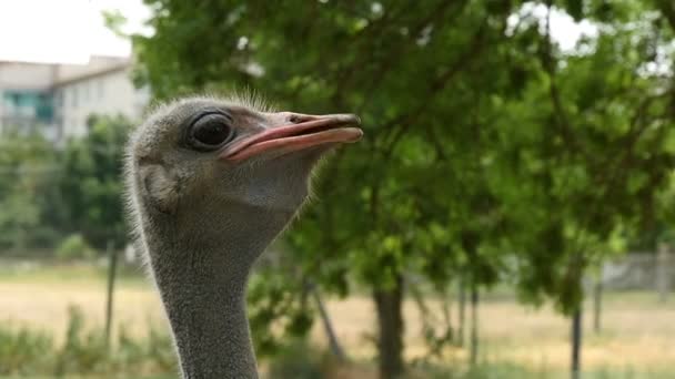 La cabeza de un avestruz curioso de pie en un zoológico en Ucrania en verano en slo-mo — Vídeos de Stock