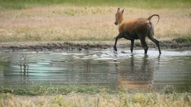 Gran antílope cruza el río y huye con una cola levantada en cámara lenta — Vídeos de Stock