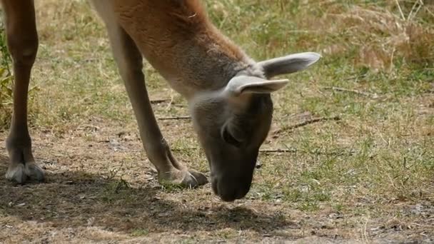 Νέοι llama αναζητά και τρώει τα τρόφιμα στη γη σε μια ηλιόλουστη μέρα το καλοκαίρι σε slo-mo — Αρχείο Βίντεο