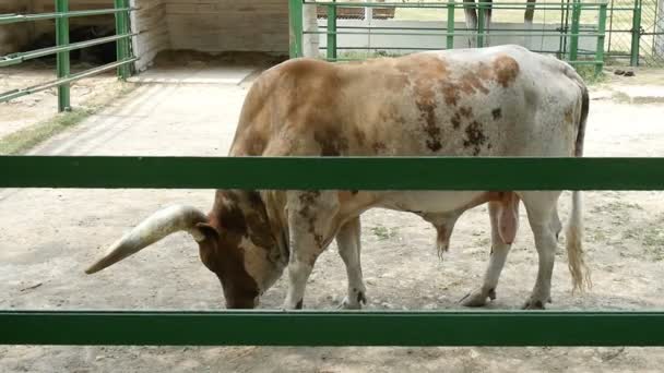 Большой экзотический и пятнистый бык ест сено в зоопарке в солнечный день в замедленной съемке. — стоковое видео