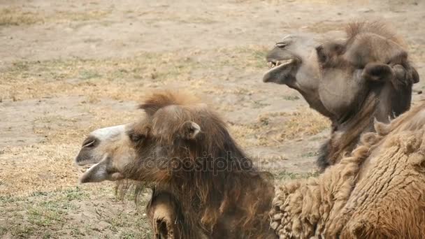 Ένα ζευγάρι από δύο humped καμήλες ξαπλωμένη στο χώμα στο ζωολογικό κήπο το καλοκαίρι σε αργή κίνηση — Αρχείο Βίντεο