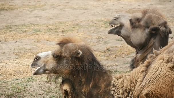 Un par de dos camellos jorobados tumbados en el suelo del zoológico en verano en cámara lenta — Vídeos de Stock