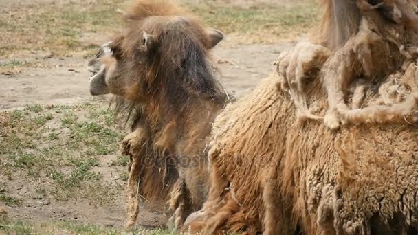 Два горбатых верблюда лежат на земле и жуют сено в зоопарке летом в замедленной съемке. — стоковое видео