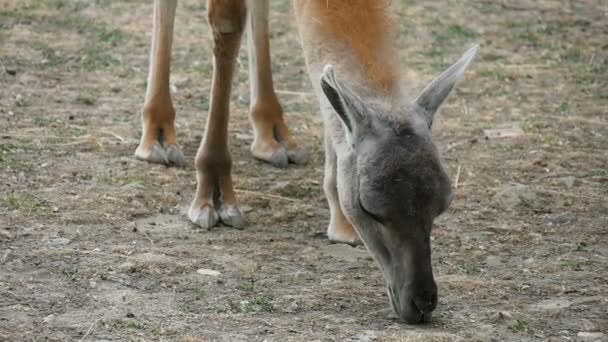 Antelope cherche de la nourriture sur le sol dans un zoo par une journée ensoleillée en été au ralenti — Video