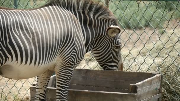 Zebra eats hay before a chain-link fence in a zoo in summer in slow motion — Stock Video