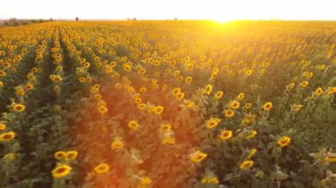 Ukrayna görkemli bir ayçiçeği alanında yaz aylarında gün batımında hava atış