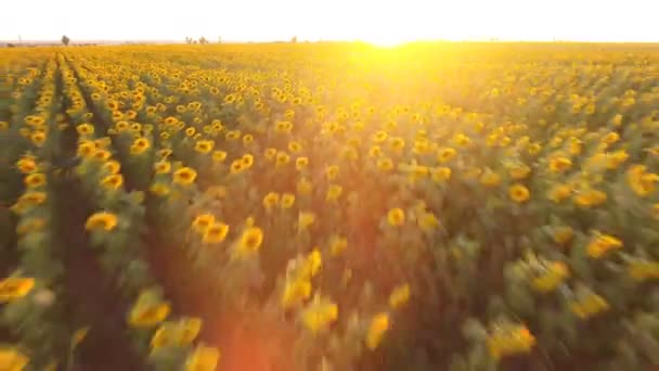 Tiro aéreo de um enorme campo de girassol na Ucrânia em um pôr do sol esplêndido no verão — Vídeo de Stock