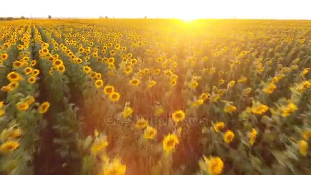 Luchtfoto van een schilderachtige zonnebloem veld in Oekraïne bij zonsondergang in de zomer — Stockvideo