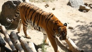 Yavaş hareket günlükleri ile kaplı bir kayalık zemin boyunca güçlü bir kaplan gider