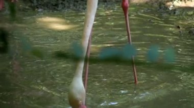 Pembe flamingo kafasını suya tutar, içecekler ve bir havuzda bir şey istiyor