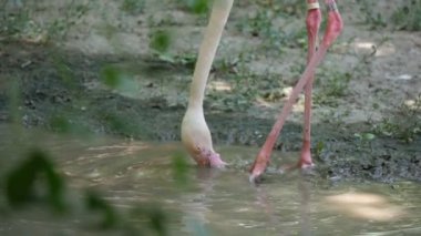 Bir flamingo su bir su birikintisi onun uzun ve ince pençeleri hareketli komik bir biçimde içecekler
