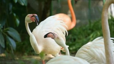 Flamingolar sürü vardır bazı Doğu Avrupa Hayvanat Bahçesi bazı havuz kıyısında