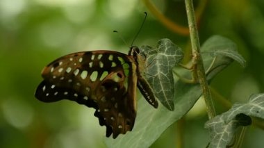 Yaz aylarında güneşli bir günde siyah ve kahverengi kelebek profil sayfası bir dal oturuyor