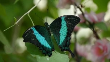 Muhteşem siyah ve mavi güve kelebek vurdu kadar aşağı bir ormanda yaz aylarında