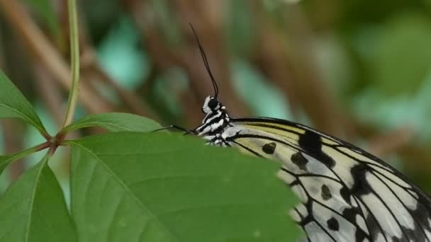 Borboleta preta e branca senta-se em uma flor tropical em um dia ensolarado no verão — Vídeo de Stock