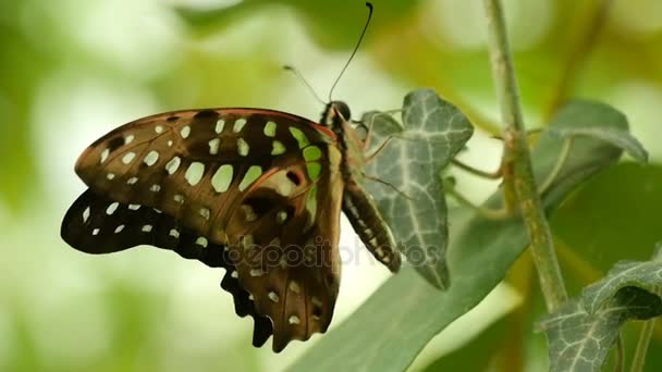 Schwarz-weißer Schmetterling sitzt im Profil auf einer tropischen Blume an einem sonnigen Tag — Stockvideo