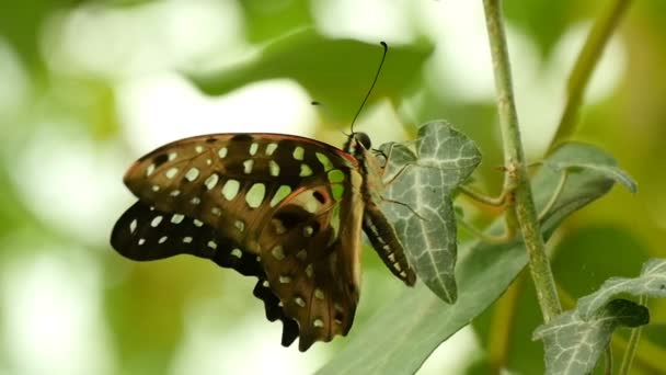 Borboleta bonita e macia senta-se em uma flor tropical em um dia ensolarado no verão — Vídeo de Stock