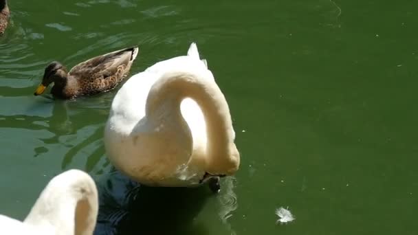 Un cisne blanco limpia su pluma con su pico y los patos nadan cerca en cámara lenta — Vídeos de Stock